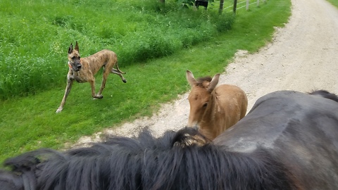 Brave little 18 day old foal goes on his first trail ride