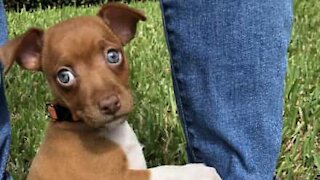 Son gilet de sauvetage ne plaît clairement pas à ce chihuahua