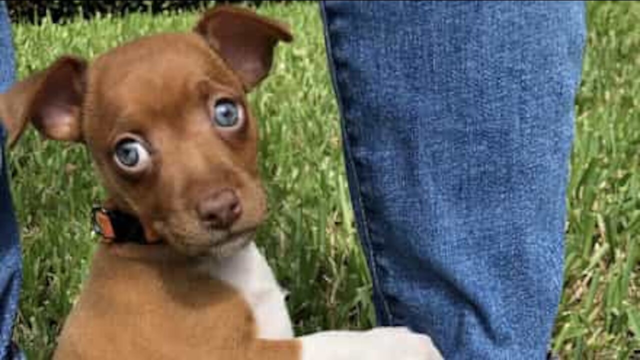 Son gilet de sauvetage ne plaît clairement pas à ce chihuahua