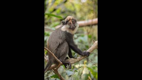 Brown Monkey Eating