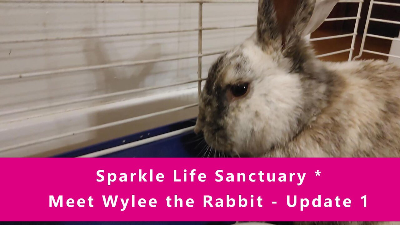 Meet Wylee The Rabbit - Update #1