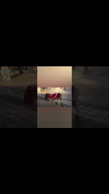 So cute little horse 🐎#Shorts #ytshorts #UbertainmentFun #Dogs #Animals #Fun