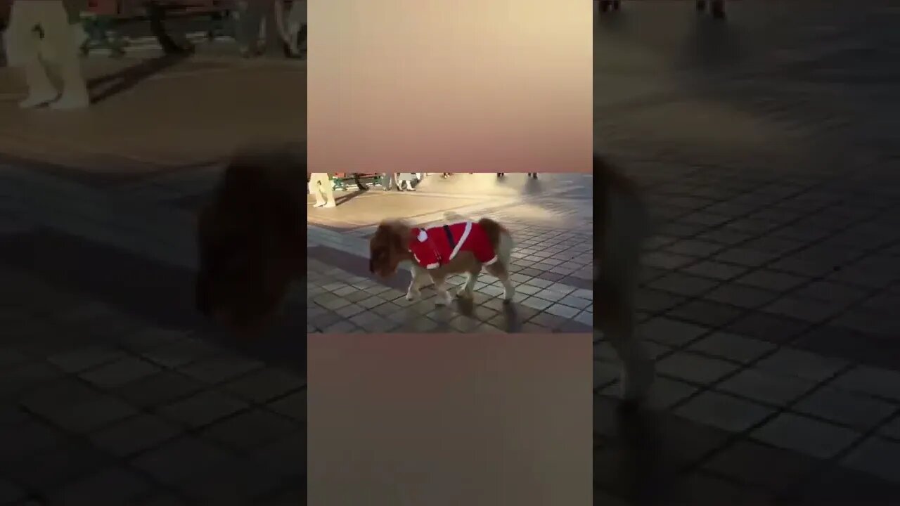 So cute little horse 🐎#Shorts #ytshorts #UbertainmentFun #Dogs #Animals #Fun