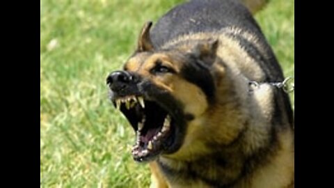 Best Dog Aggression Expert on the planet