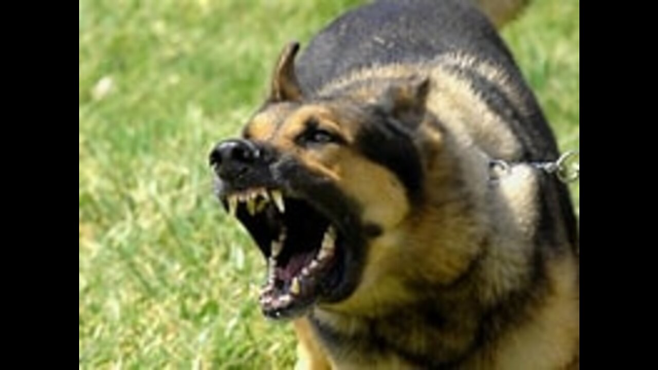 Best Dog Aggression Expert on the planet