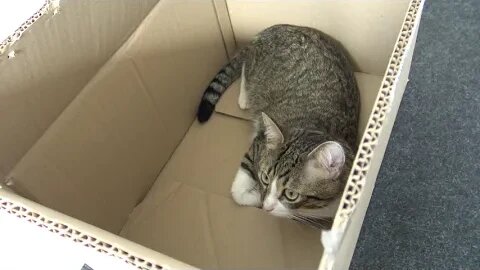 Cat Hid in His Box again