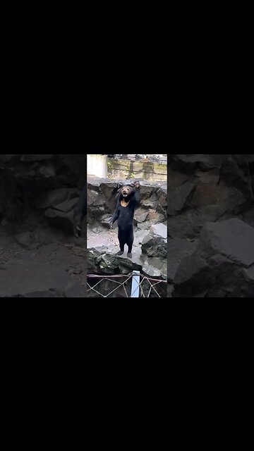 Chinese zoo denies its sun bears are people in costume