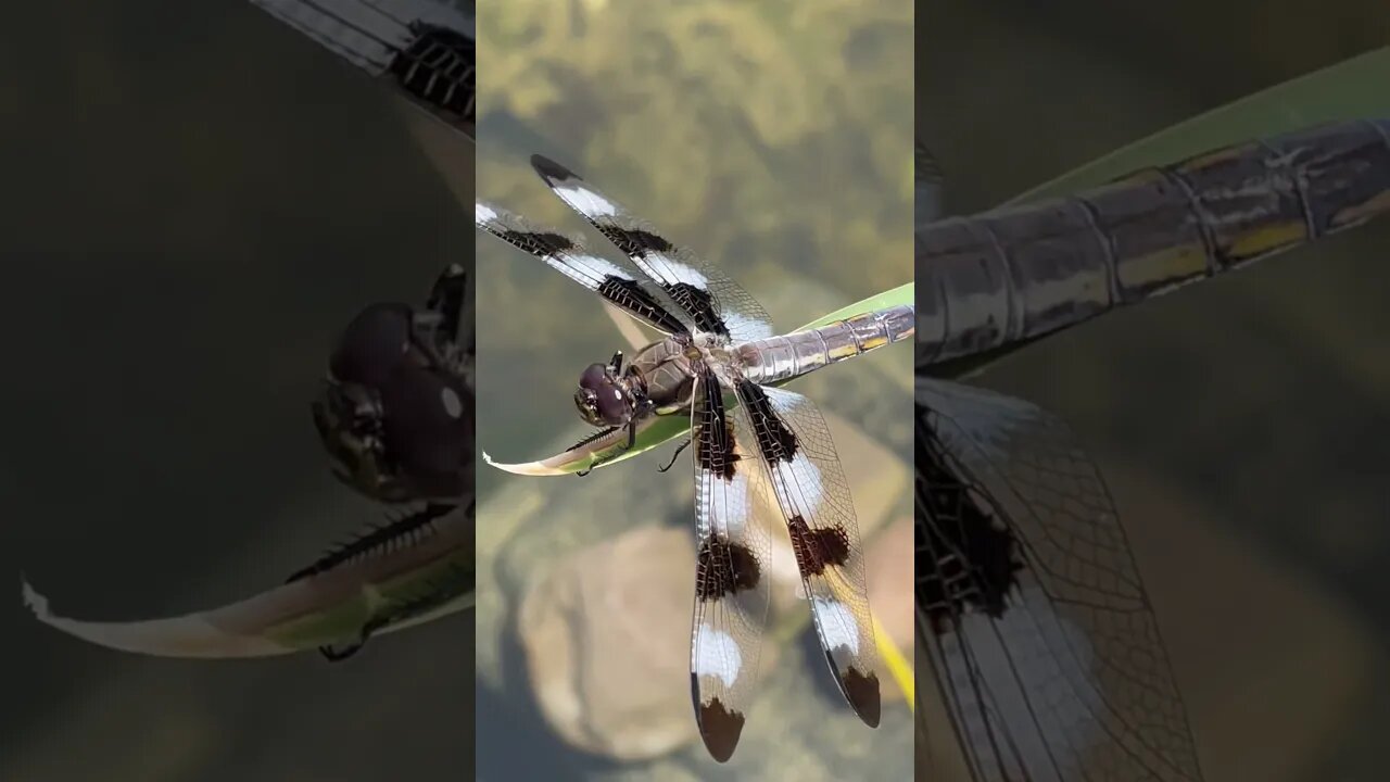 Dragon Fly