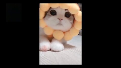 Kitty Flower-kitty look like a small beautiful flower