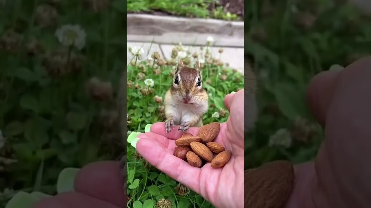 Squirrel eat almond #ytshorts #shorts #PetpupFun