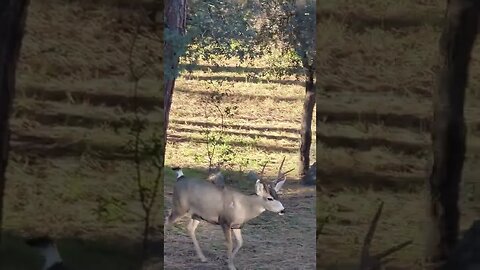 deer in the front yard off of the porch