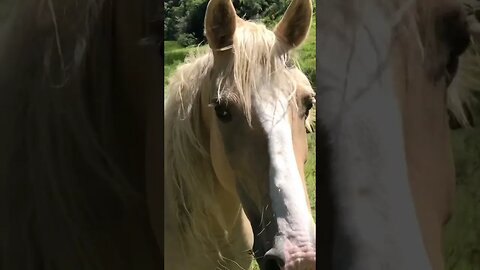 Stunning palomino brumby