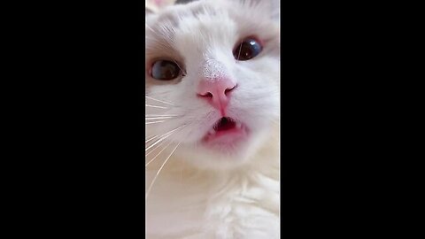 cat meme & kitten (tik tok video]💘 - funny cats meow baby cute compilation [cat-cash home)