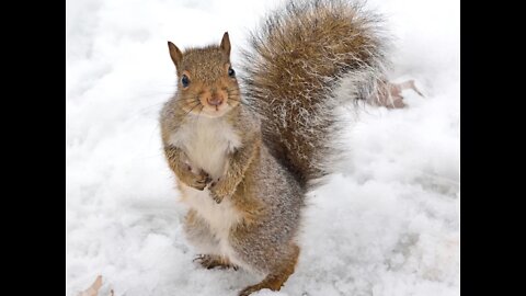 Squirrel Taking Peanuts