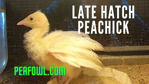 Late Hatch Peachick, Peacock Minute, peafowl.com