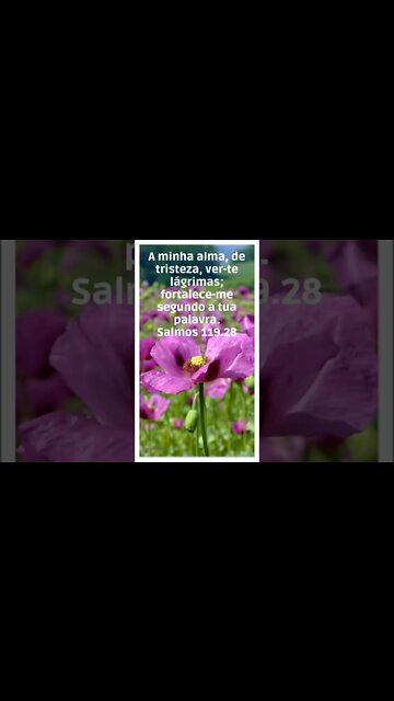 VERSÍCULO DO DIA 10/10/2022.#shorts