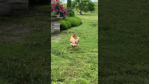 Take a few seconds to simply relax and enjoy the sights and sounds of country life. ❤️ #Chickens