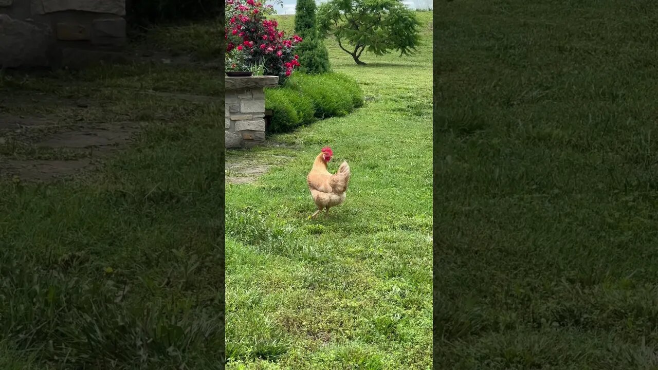 Take a few seconds to simply relax and enjoy the sights and sounds of country life. ❤️ #Chickens