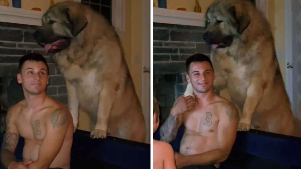 Giant Family Dog Gives Heartwarming Hug To Owner