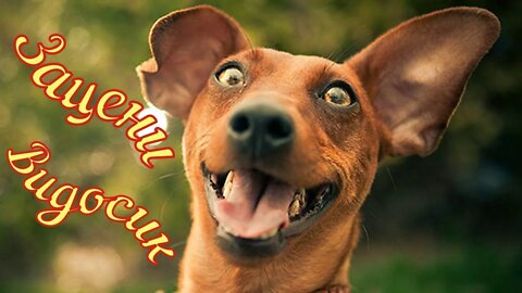 Смешные Собаки 19 Funny Dogs Юмор