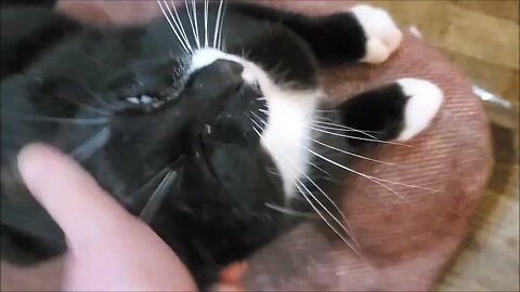 Cat Brought me a Dead Bird Present !