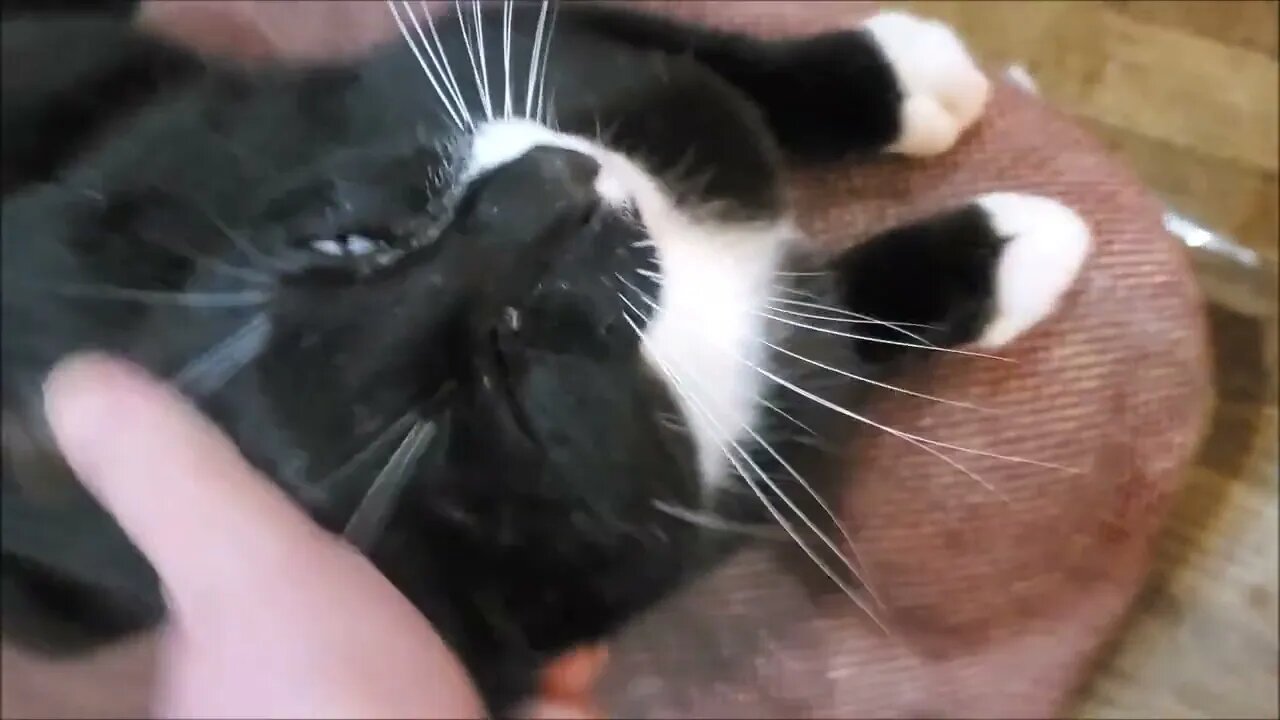 Cat Brought me a Dead Bird Present !