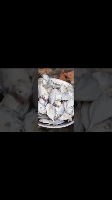 ГОЛОДНЫЕ КОТЯТА