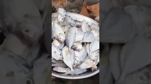 ГОЛОДНЫЕ КОТЯТА