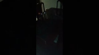 #dogshow , #animals , #dogs , #shorts