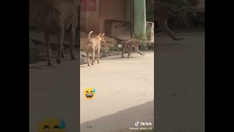 Super Funny Animal Video that Will Make You Laugh Out Loud | Keep Laughing | Do Share & Subscribe