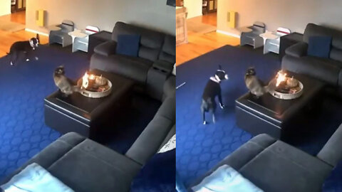 A cat accidentally sets its own tail on fire while a dog watches