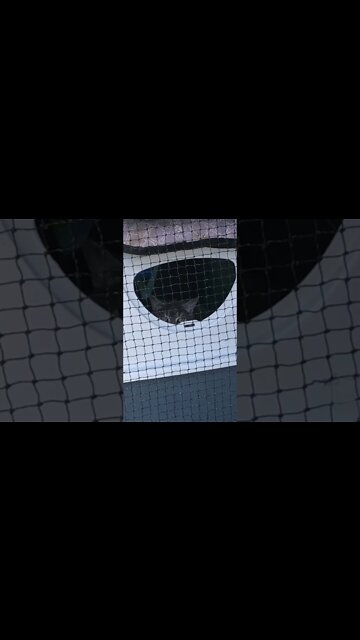 Peeping cat on look out for dog