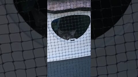 Peeping cat on look out for dog