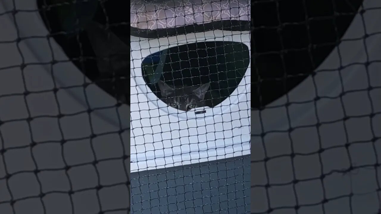 Peeping cat on look out for dog
