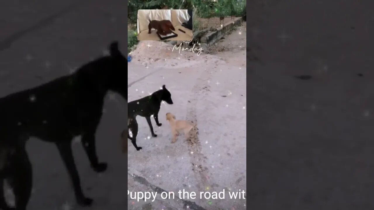 Cute puppy 🐶 on the road with a dog, #shorts#, #cute puppy dogs#,#cute baby dog#, #dog#,#animals