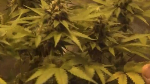 Ohio receives 370 applications to operate 60 dispensaries selling medical marijuana