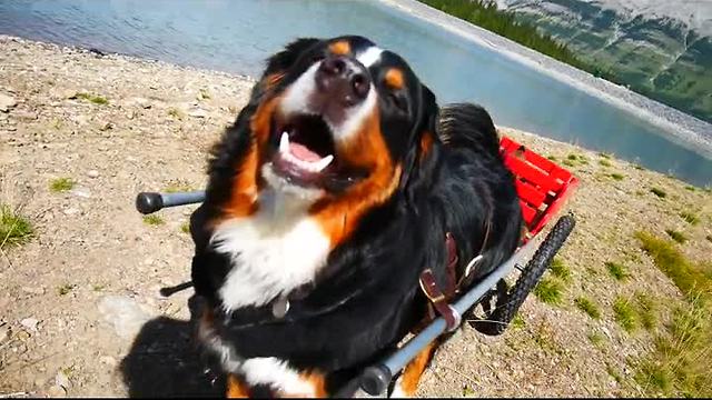 Bernese Mountain Dog pulls Chihuahuas in cart