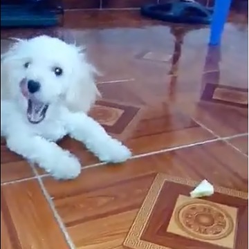 Poddle dog with the pice of bread