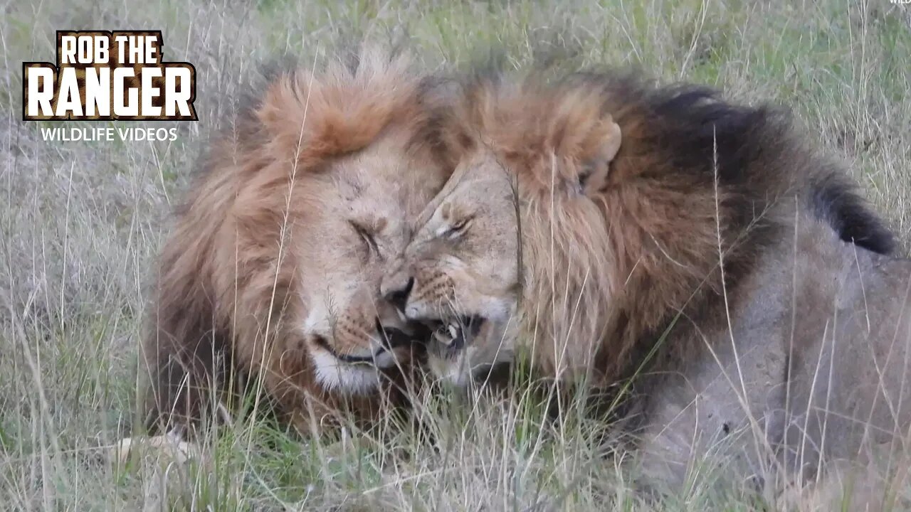 Lion Coalition Reunite | Lalashe Maasai Mara Safari