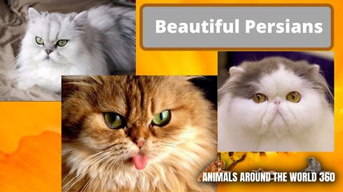 BEAUTIFUL PERSIAN CATS - Funny Kittens