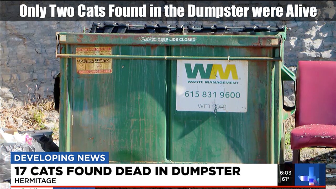 17 Cats Found Dead in Hermitage Dumpster. Investigation Underway