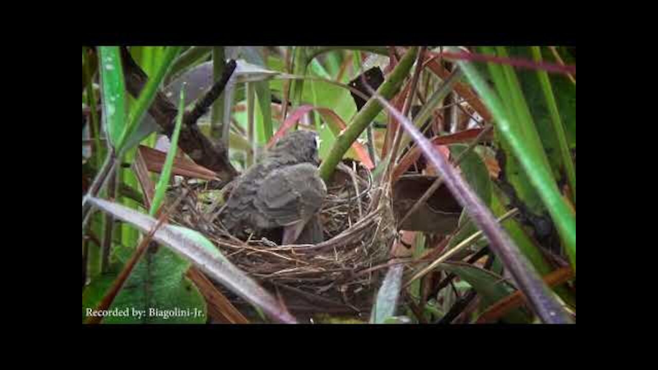 Departed adult life - Tiziu chicks coming out of the nest