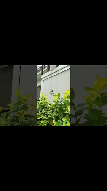 Chasing the butterfly?! 🫣🦋👐