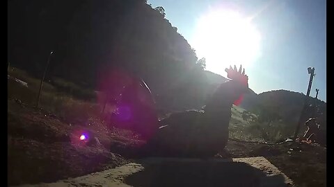 Farm surveillance of birds - rooster caught in the morning light