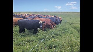San Diego rancher sees spike in business as industrial meat production takes a hit