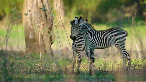 Zebra Family #animals #wildlife #africa #zebra