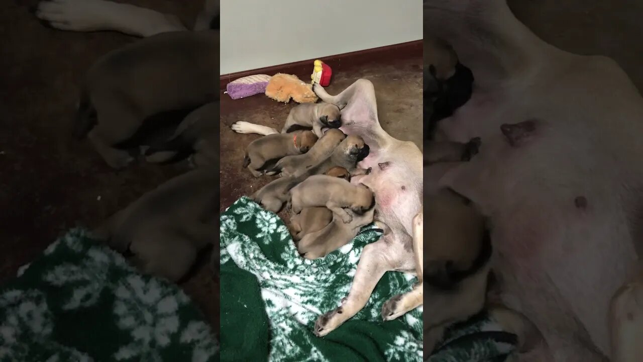 LonelyCreek puppies. Finny nursing