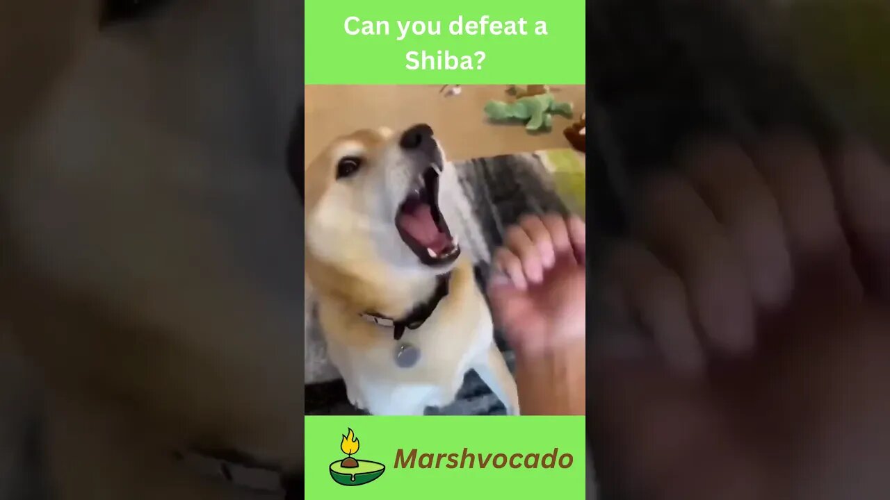 Pov you vs Shiba Inu #shorts #dogsoftiktok #dog #shiba #shibainu #marshvocado #funny #cute #fyp