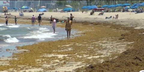 Unsightly seaweed spoiling beach day