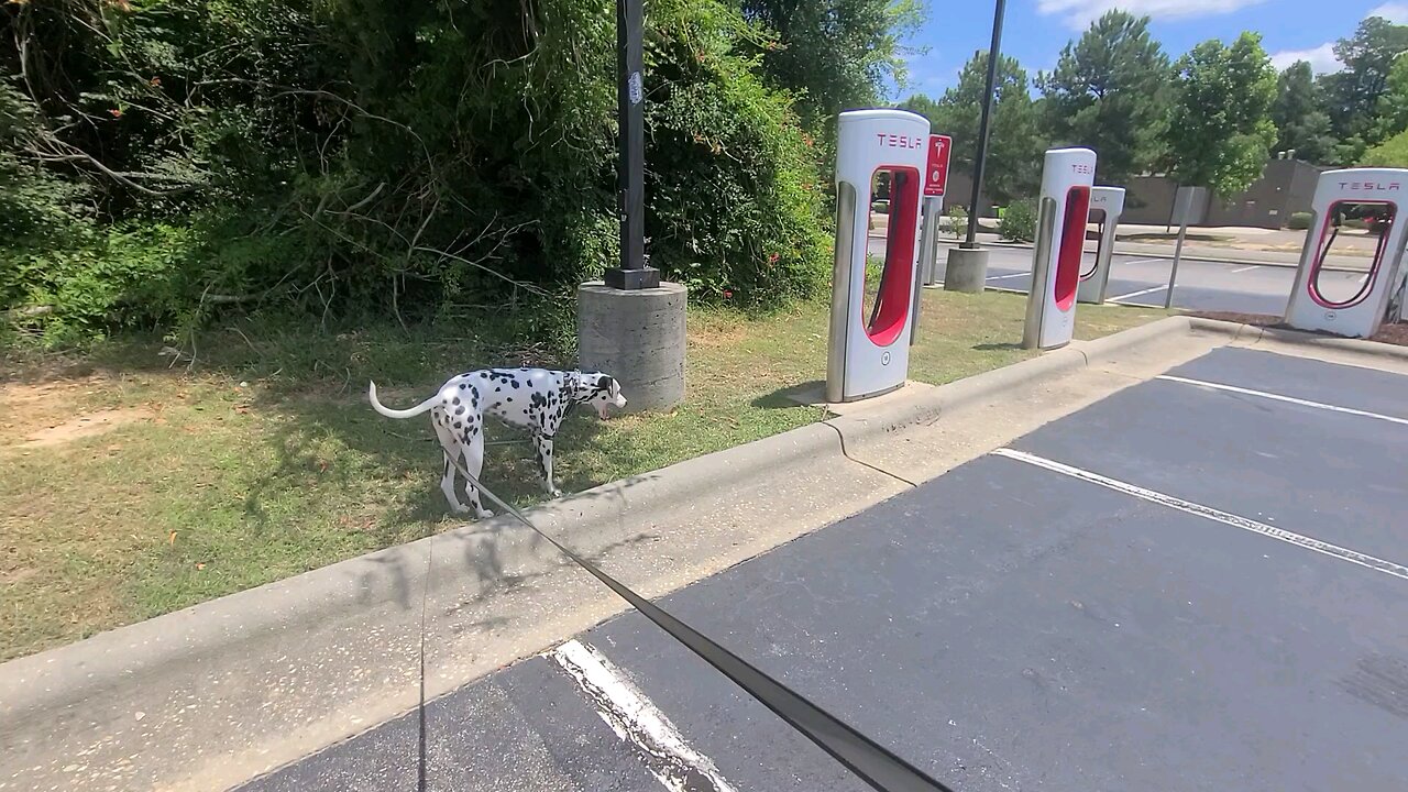 Luna checking out the Tesla charging station in Fayetteville NC on her way to FL